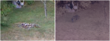 Compression Artifact Example